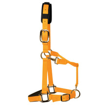 Load image into Gallery viewer, KM Elite Padded Headcollar